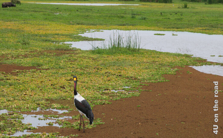 Ein Sattelstorch steht im Sumpf und zeigt seinen schönen rot, schwarz, gelben Schnabel - Feature Lake Manyara