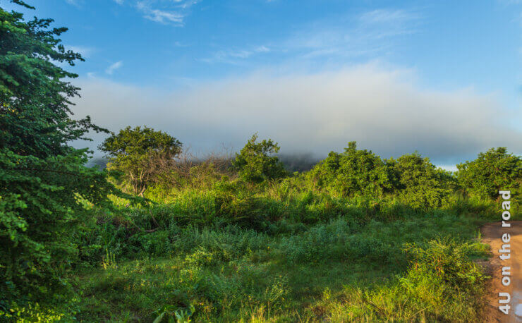 Blauer Himmel, üppige grüne Vegetation, Feldweg mit grossen Pfützen - Feature Safari im Hurulu Eco Park