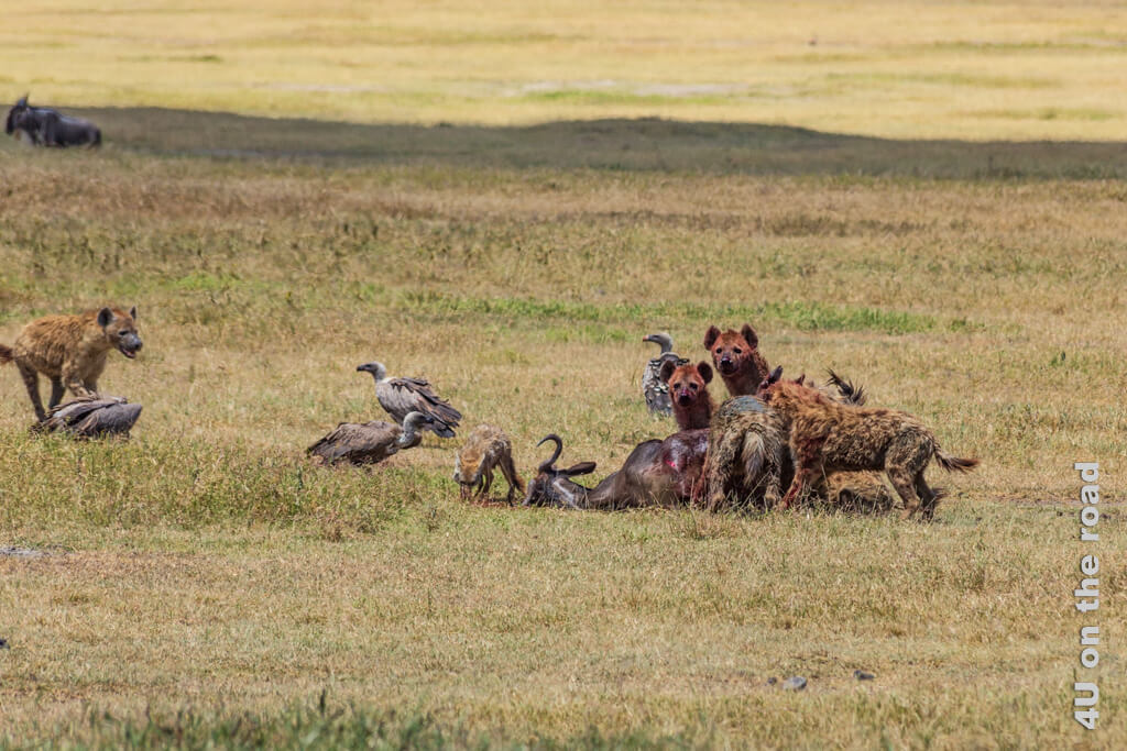 Vier Hyänen fressen bereits am Gnu. Eine fünfte kommt eilig angelaufen. Ein Schakal versucht auch etwas vom Festmahl abzubekommen, während die Geier sich nur vorsichtig nähern.