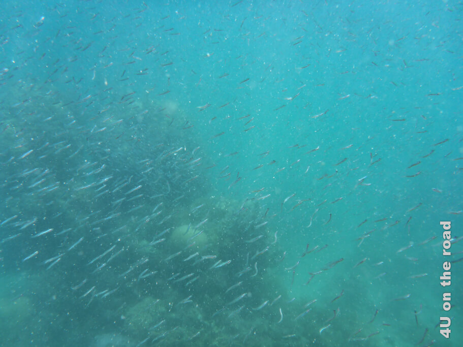 Ein Fischschwarm aus Hunderten kleiner silberner Fische zieht vorüber.