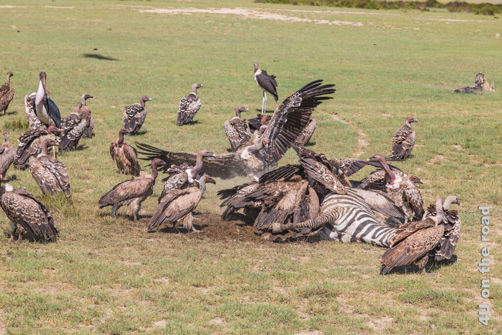 Mit den grossen Flügeln ist es gar nicht so einfach im umkämpften Platz am gedeckten Tisch eines toten Zebras zu landen, während andere Geier und Marabus anstehen.