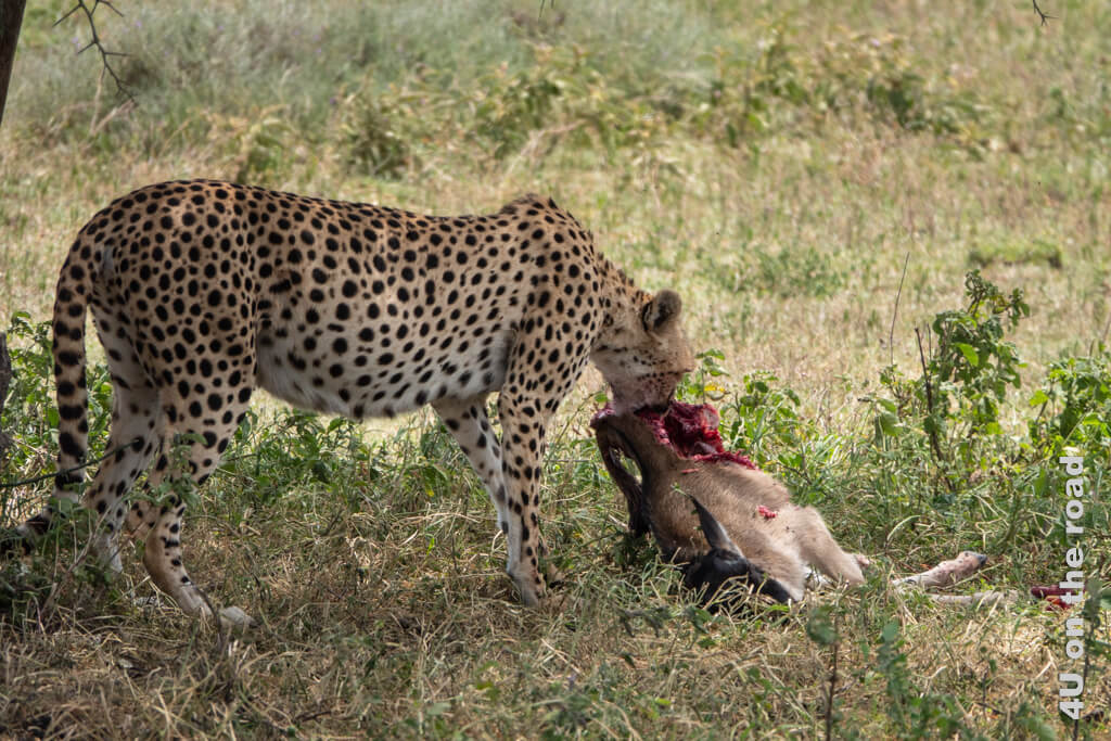 Die Gepardin beschliesst, dass wir keine Gefahr sind und rückt ihre Mahlzeit zurecht und frisst weiter.