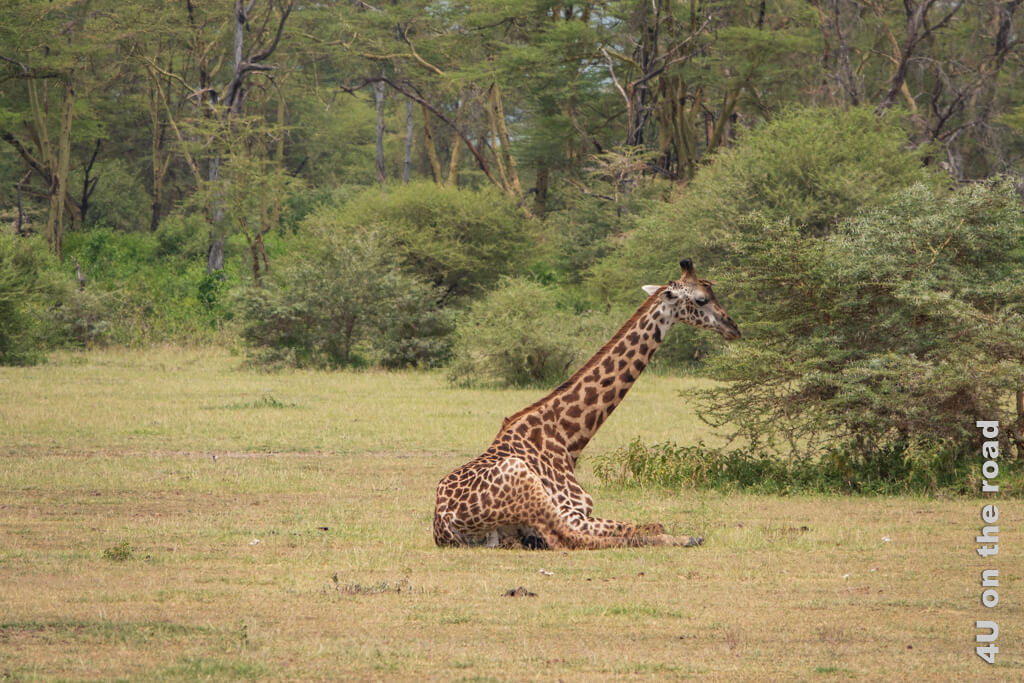 Eine sitzende Giraffe beim Abfressens eines niedrigen Busches.