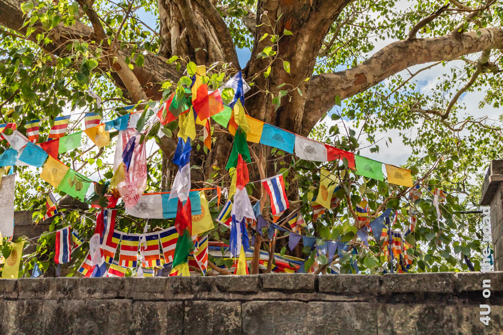Der alte heilige Gebetsbaum im Dambulla Höhlentempel ist mit bunten Fahnen geschmückt.