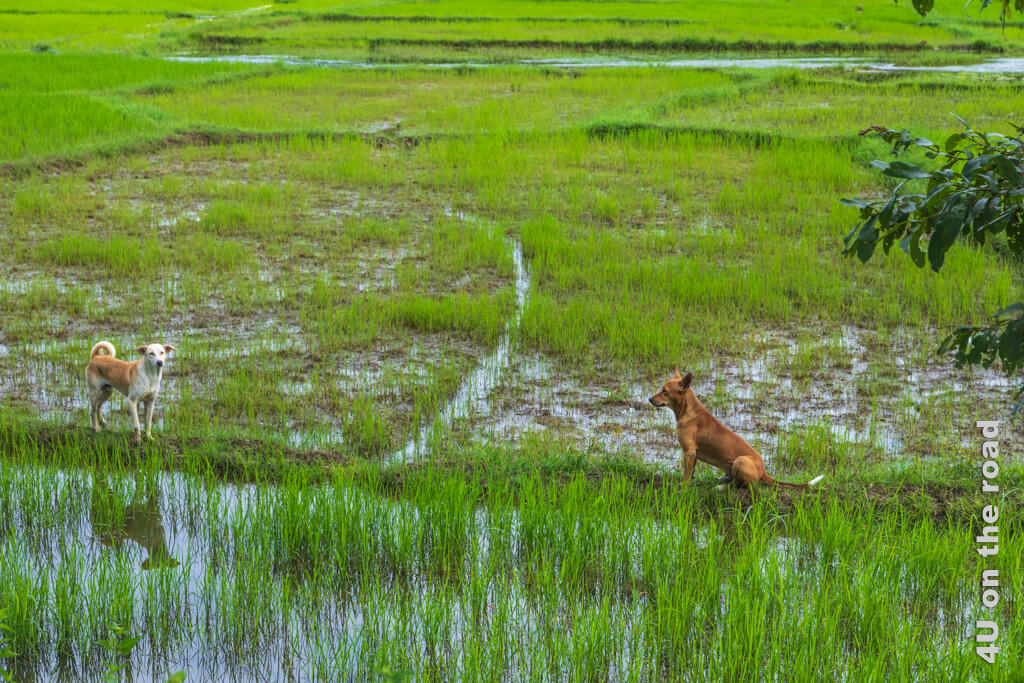 Zwei Hunde nutzen die kleinen Dämme zwischen den Reisfeldern für eine Begegnung.