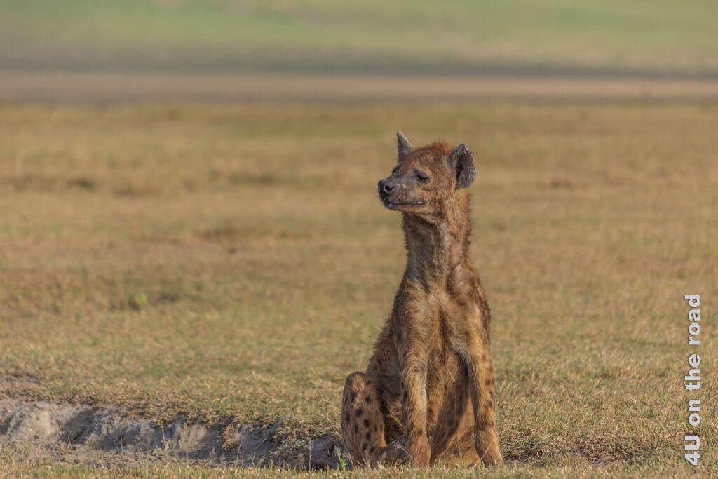 Die Hyäne sitzt kerzengerade aufgerichtet und spitzt die Ohren. Obwohl wir im Verlauf der Safari im Ngorongoro Krater den Eindruck gewinnen, dass sich die Hyänen telepathisch verständigen.