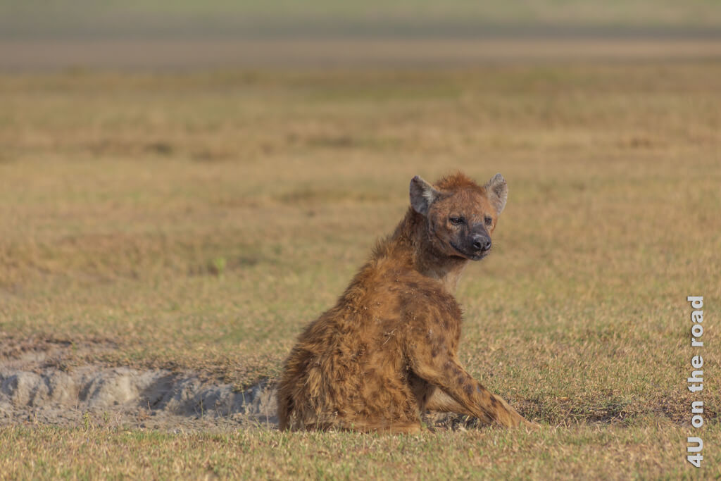 Die Hyäne steht aus ihrem Sandloch auf und blickt zu uns. So fängt die Safari im Ngorongoro Krater gleich gut an.