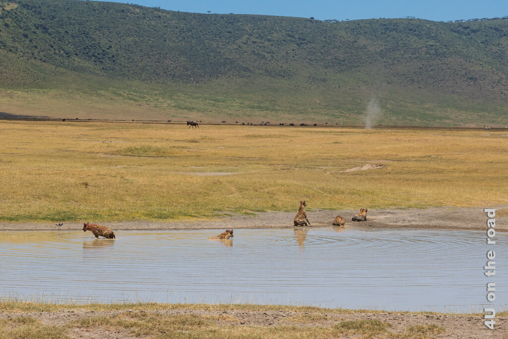 Zwei Hyänen baden noch, während die anderen drei schon zum Trocknen im Sand sitzen.