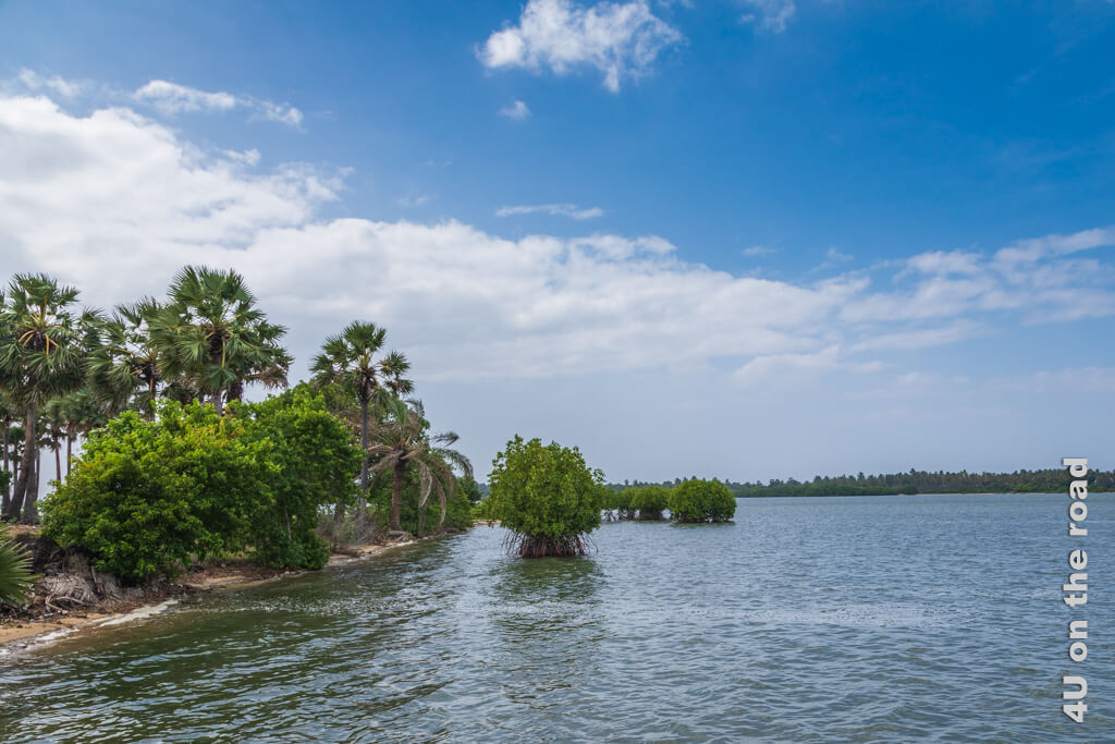 Die Bucht, an welcher das Hotel liegt, ist von Mangroven und Kokospalmen gesäumt.