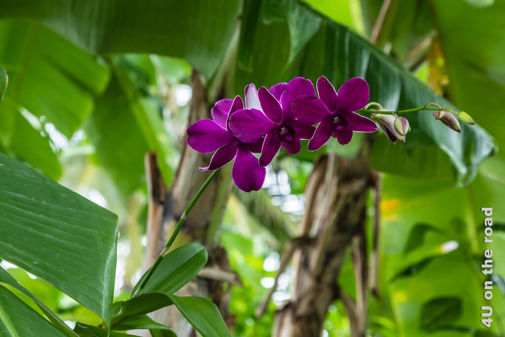 Blühende Orchidee vor Bananenblättern
