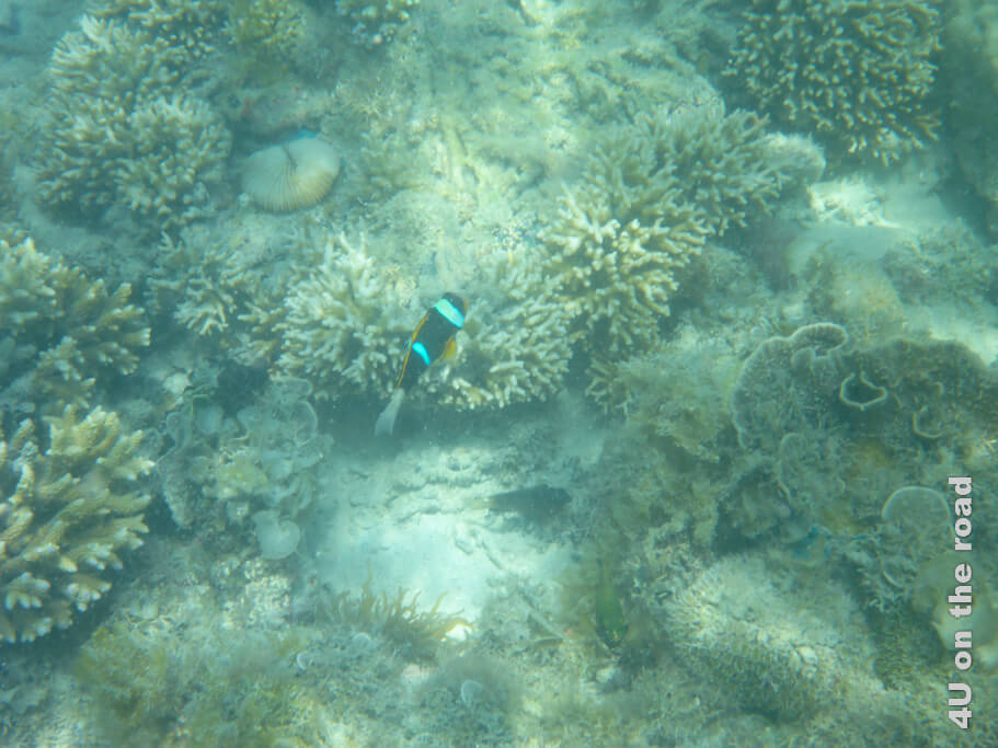 Die Korallen sind hier tot. Einzig der Fisch bringt Farbe in das Bild.