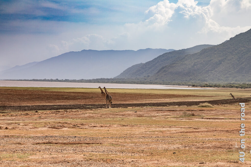 Drei Giraffen am Seeufer des Lake Manyara