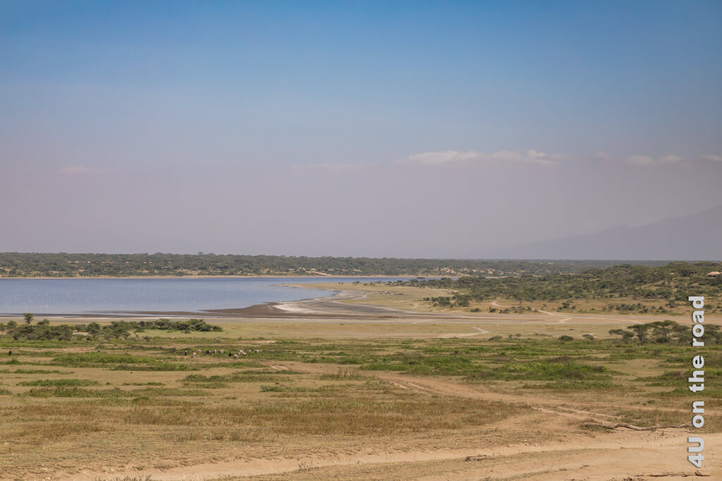 Der Lake Ndutu liegt vor uns. Dass er salzig ist, sieht man an den weissen Salzrändern. In der ebene sind viele Tiere als Punkte zu erkennen.