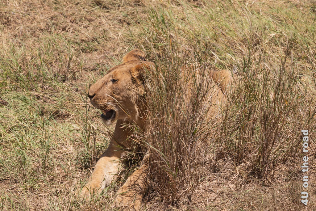 Ein junger Löwe legt sich hinter einen grossen Grasbüschel 