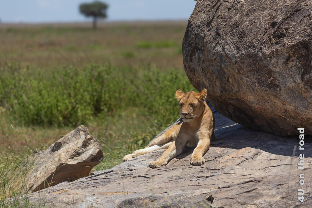 Ein Löwe liegt auf einem Felsen beschattet von einer weiteren Felsmurmel und schläft.