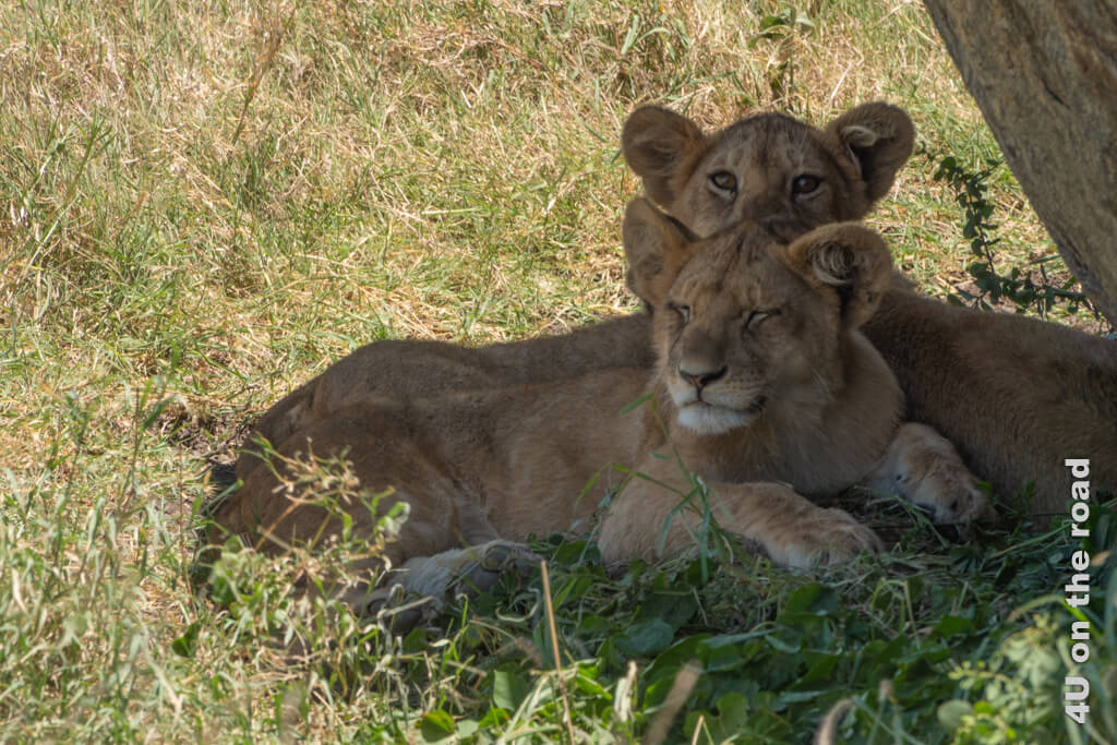 Zwei von drei Löwenbabies liegen im Schatten eines Baumes. Müssten wir nicht zu unserer Wanderung am Ngorongoro Kraterrand eilen, würden wir die Familie länger beobachten.