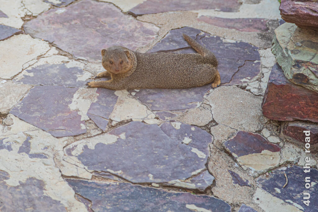 Eine fette Manguste liegt auf den warmen Steinen und hat alle vier Pfoten von sich gestreckt.