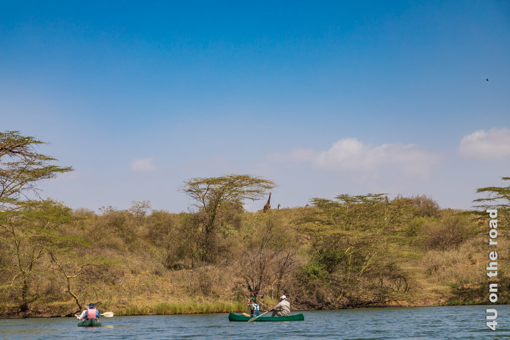 Drei Giraffen beobachten vom erhöhten Seerand aus das Treiben auf dem Momella See, während die Gruppe mit den Kanus weiterfährt.