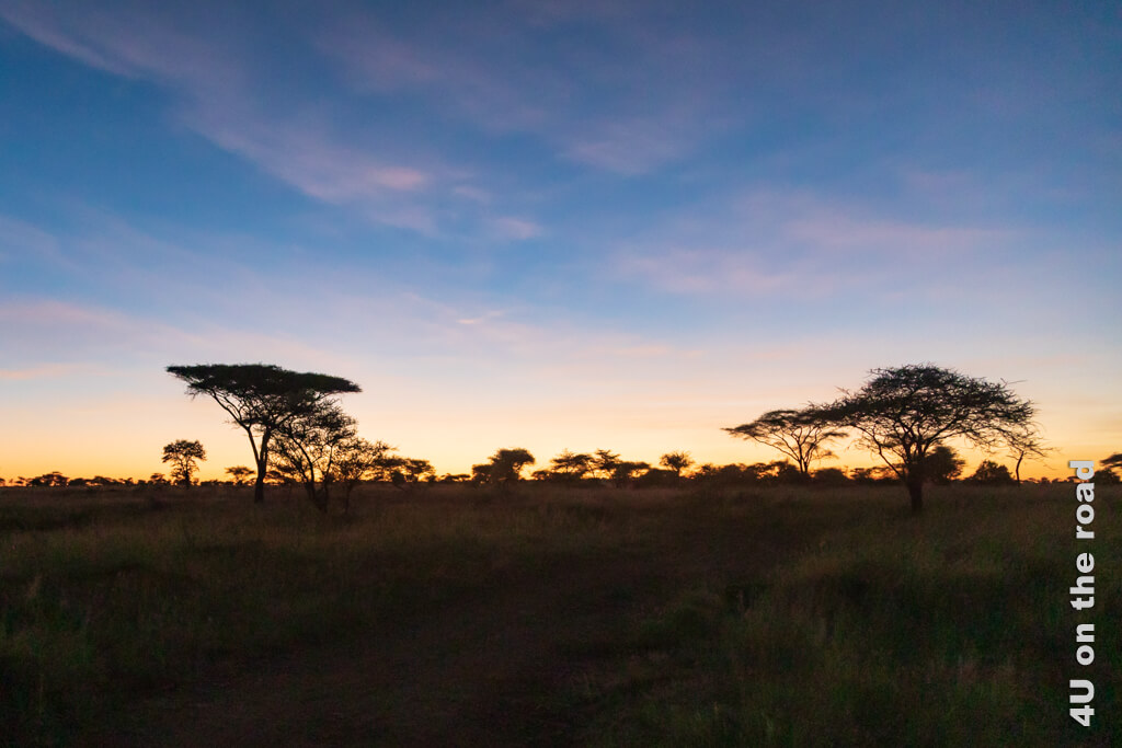 Im ersten Morgenlicht des Tages hebt sich die Silhouette von Bäumen vor der Helligkeit am Horizont ab. Wir brechen zu einer Morgensafari in der Serengeti auf.