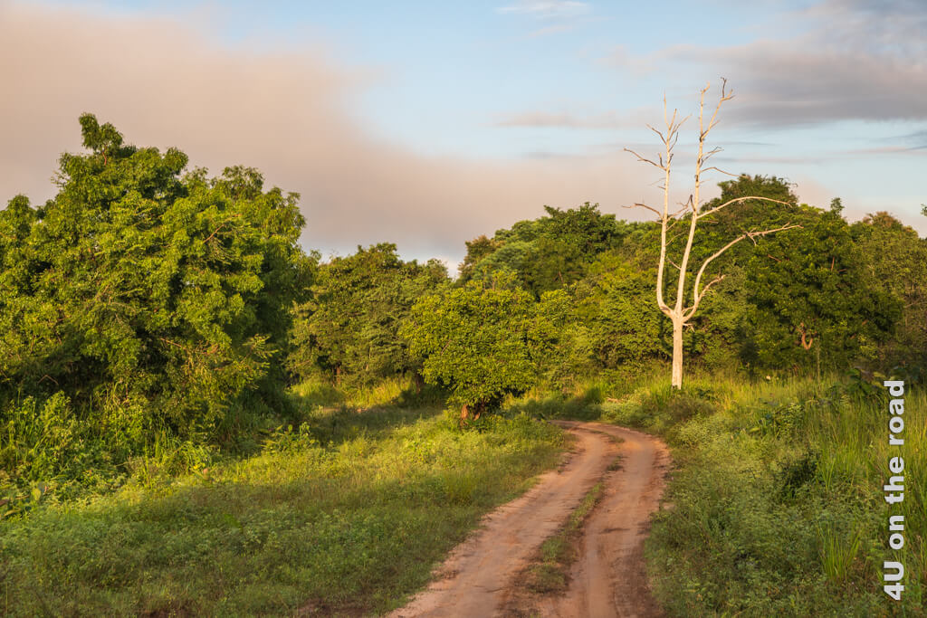 Die Sonne erleuchtet die Bäume im Hurulu Eco Park. Der Himmel ist hellblau. Rosa angeleuchtete Wolkenschleier sorgen für Unterbrechungen. Safari Hurulu Eco Park