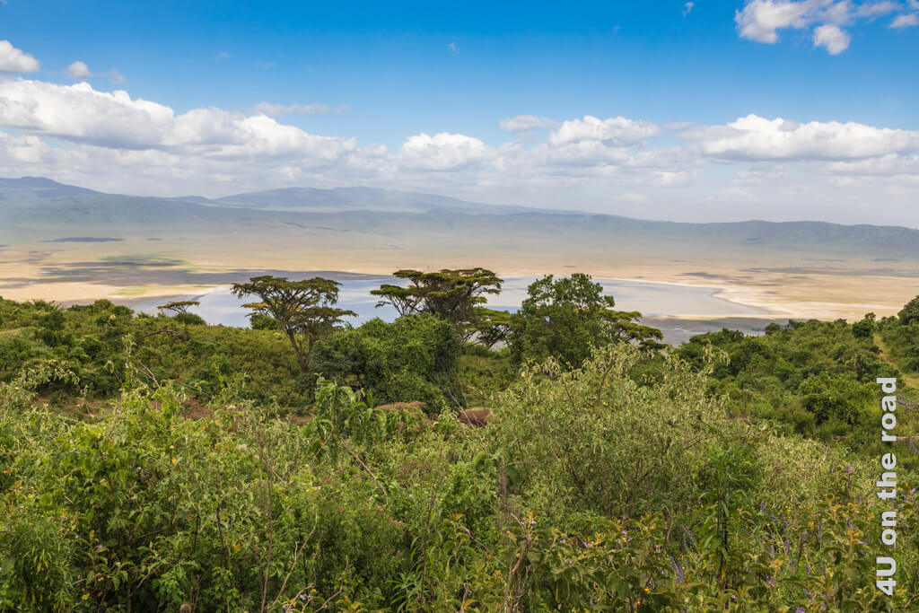 Durch dichtes Buschwerk und Bäume werfen wir auf unserer Wanderung entlang des Ngorongoro Kraterrands einen Blick in das Innere des grossen Ngorongoro Kraters.