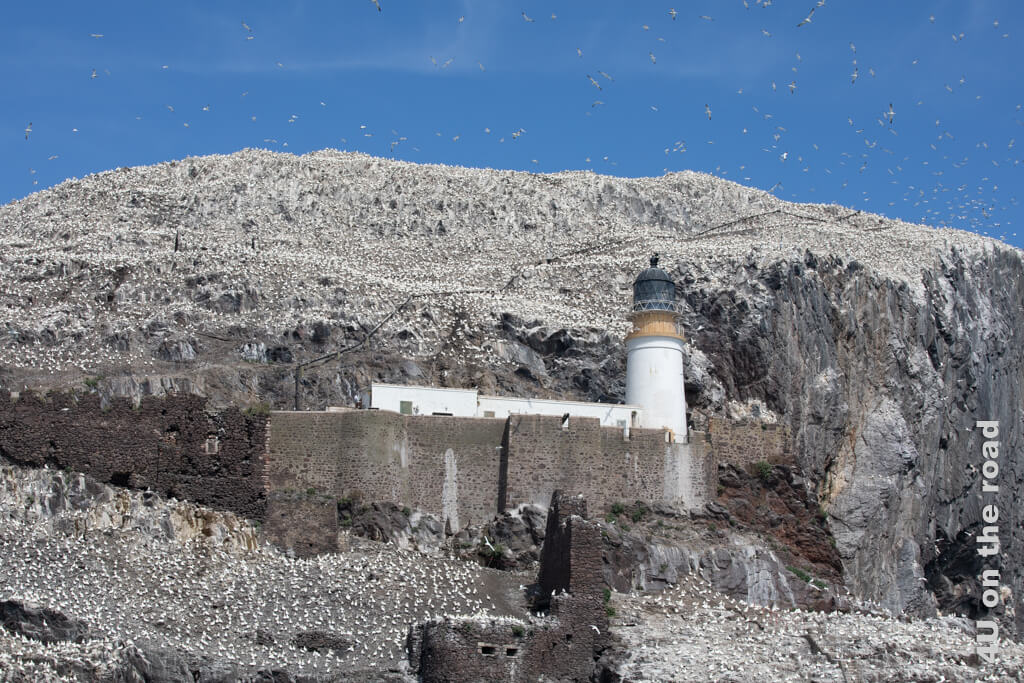 Ein Felsen, der von Tausenden Basstölpeln bewohnt wird. In der Mitte steht ein Leuchtturm. Der Bass Rock kann einfach bei einem Ausflug in Edinburghs Umgebung auf einer Bootstour umrundet werden.