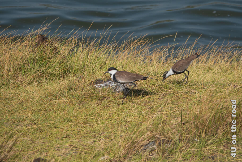 Zwei Spornkiebitz Vögel spazieren am Ufer des Sees entlang