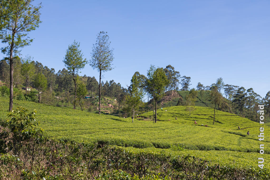 Teepflückerinnen pflücken in den Hügeln der Teefabrik Tee. Reisetipps Lipton's Seat