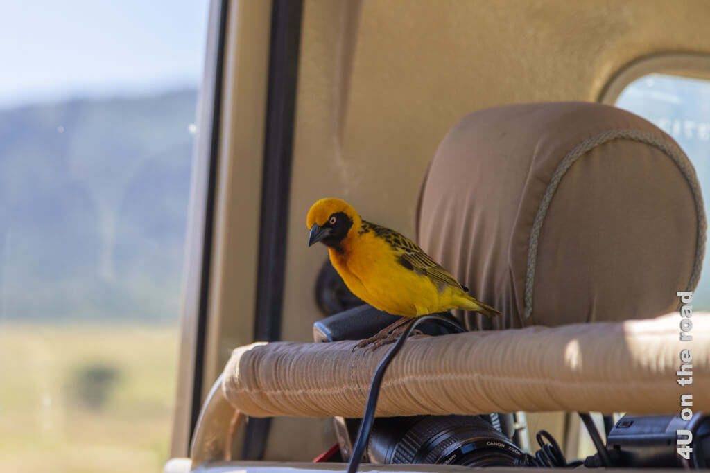 Ein Webervogel schaut nach Esswaren in unserem Auto vorbei. - Safari Ngorongoro Krater