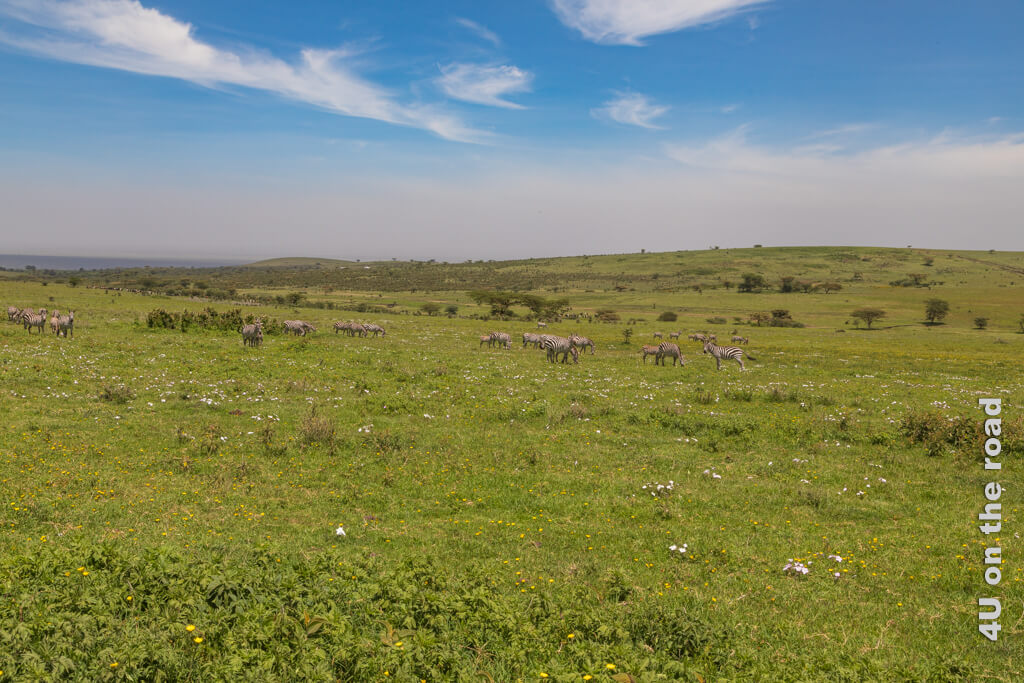 Zebras grasen in der hügeligen Landschaft bei Endulen auf dem Weg zum Lake Ndutu