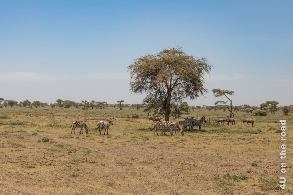 Zebras warten im Schatten eines Baumes, während die Gnus weiterziehen - westlich des Lake Ndutus