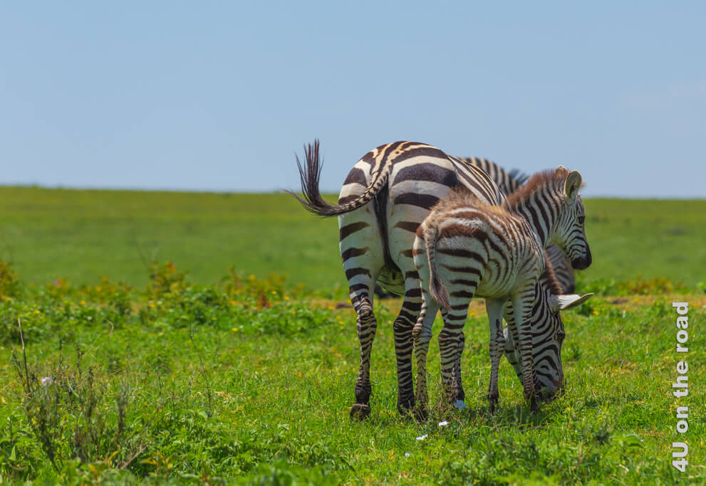 Zwei Zebra Hintern und drei Köpfe. Das Zebra Fohlen schaut auf, während die Mutter weiter frisst.