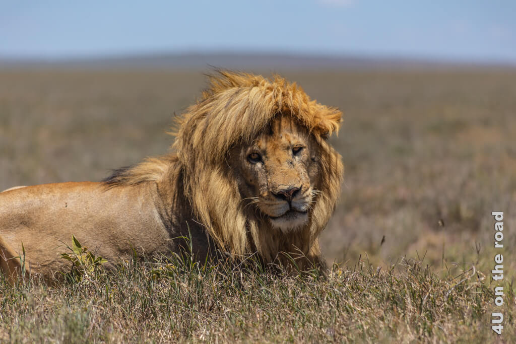 Ein männlicher alter Löwe schaut verträumt in die Kamera, während der Wind durch seine Mähne fährt.