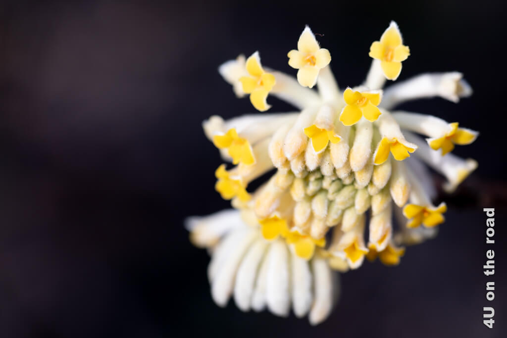 Die Blüte eines Strauches explodiert wie eine Silvesterrakete und öffnet gelbe Blüten am Ende der weissen Kelche.