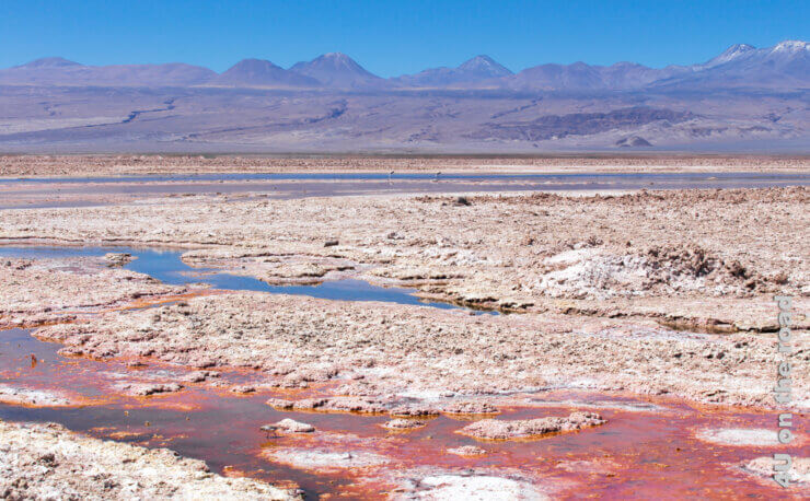 Eine dicke Salzkruste wird von Wasser von rot bis blau durchzogen. Vulkane ragen in den blauen Himmel und Flamingos stehen im Wasser - Feature Bild Sehenswürdigkeiten der Atacama Wüste