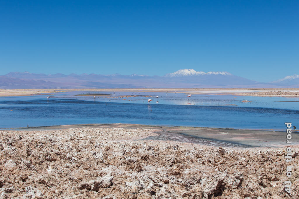 Die Laguna Chaxa ist eine weitere Sehenswürdigkeit der Atacama Wüste. Im Vordergrund ist die Erde zu unüberwindlichen Salz-Lehmkruste getrocknet. Im blauen Wasser suchen Flamingos nach Futter. Im Hintergrund schneebedeckte Vulkane. Die Schneegrenze liegt hier bei über 5.000 m Höhe.