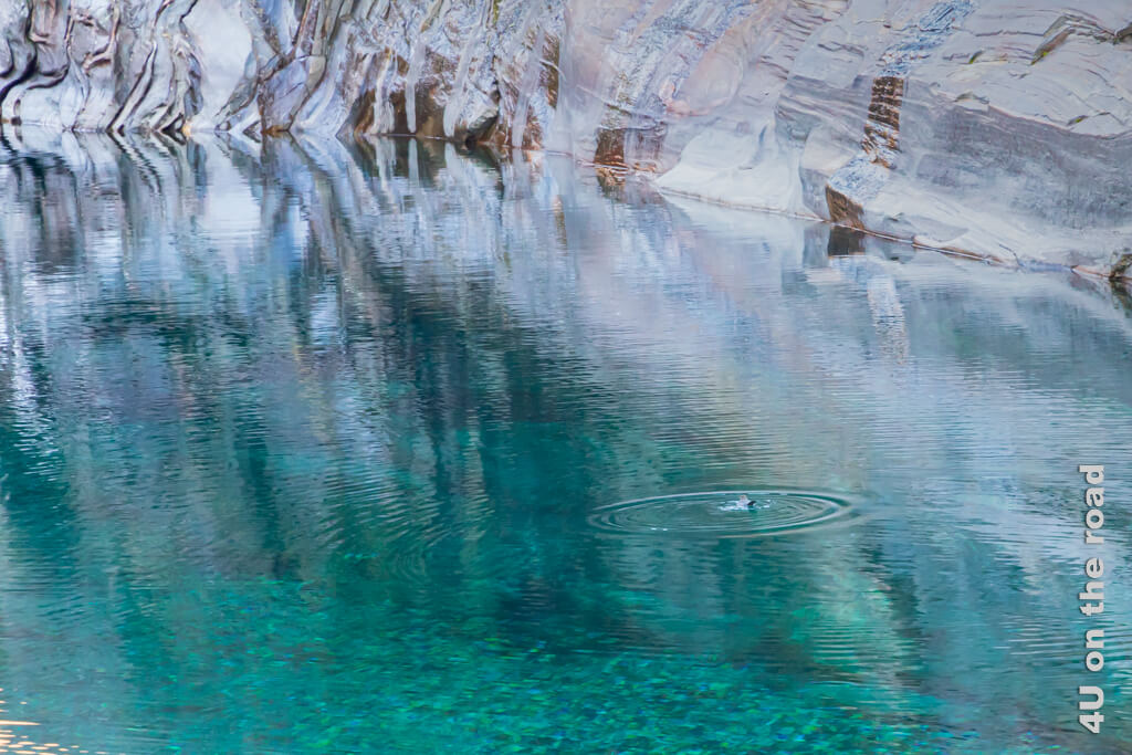Ein kreatives Bild mit Felsen und Wasseramsel und dem unglaublichen Grün der Verzasca. Verzascatal