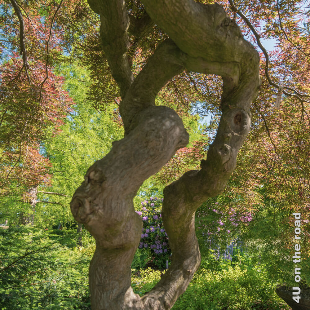 Wie die Skulptur einer Tänzerin wirken die beiden Äste, die aus dem Stamm eines Ahornbaums herauswachsen. Das Baummuseum ist noch ein echter Geheimtipp am Zürichsee.