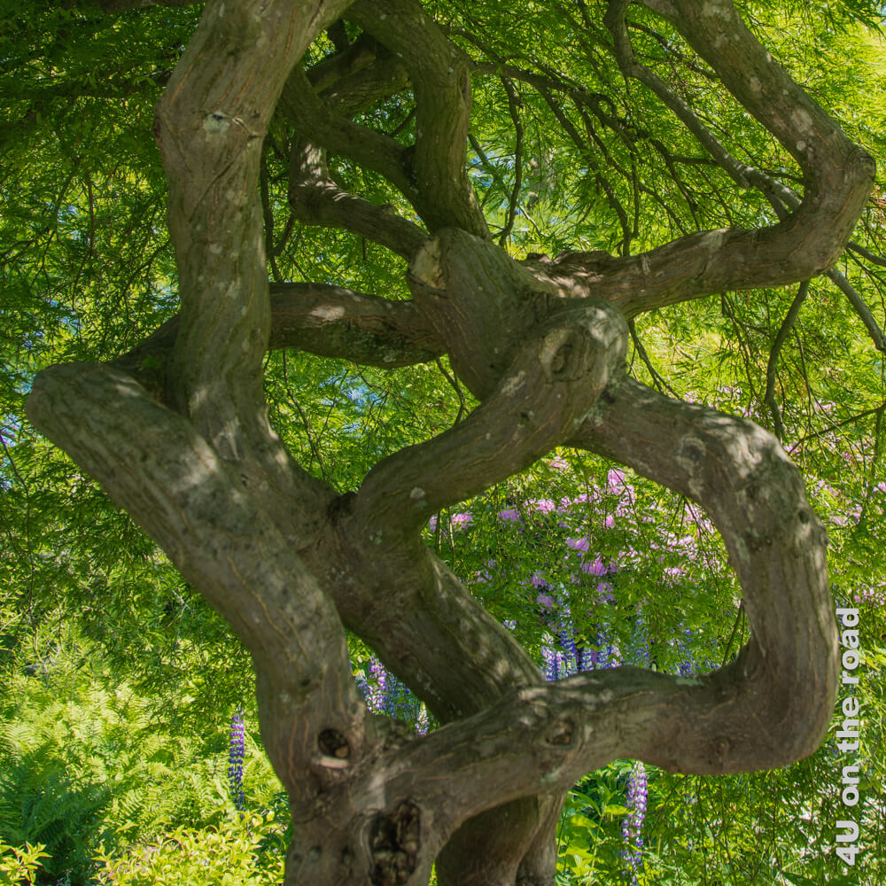 Durch die verschlungenen dicken Äste dieses Ahornbaums im Enea Baummuseum sieht man die Blüten von Lupinen und Rhododendren.