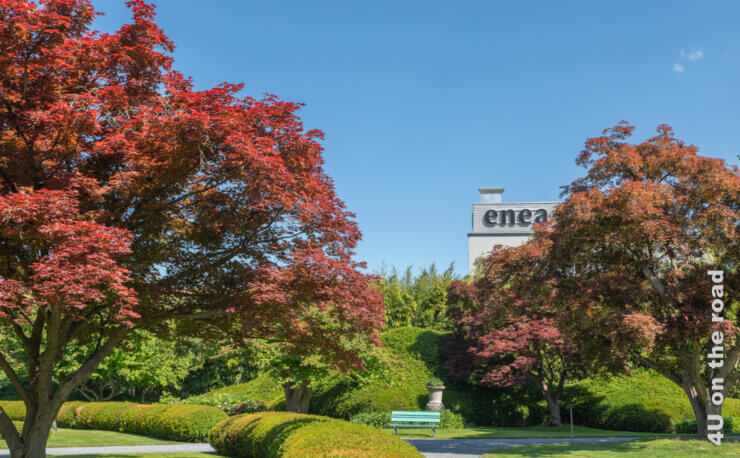 Rotblättrige Bäume, das frische Grün von fantasievoll geschnittenen Hecken, eine türkisfarbene Bank und eine Ecke des Hauses mit dem Schriftzug enea schaut hervor. Featur Bild für das Enea Baummuseum