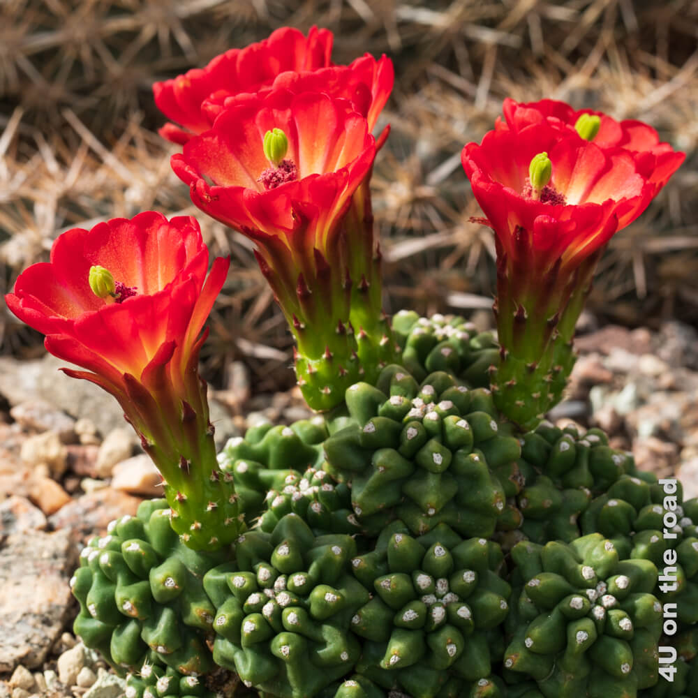 Fünf leuchtend rote Kaktusblüten mit einer grünen Mitte wachsen aus einem Kaktus mit vielen kleinen Einzelsegmenten. Sukkulentensammlung Zürich