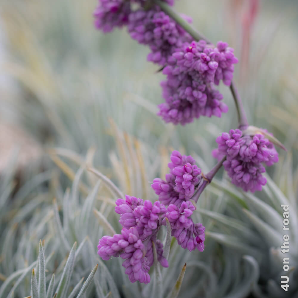 Eine Rispe mit lila Blütenwolken legt sich über silberne lanzettförmige Blätter.