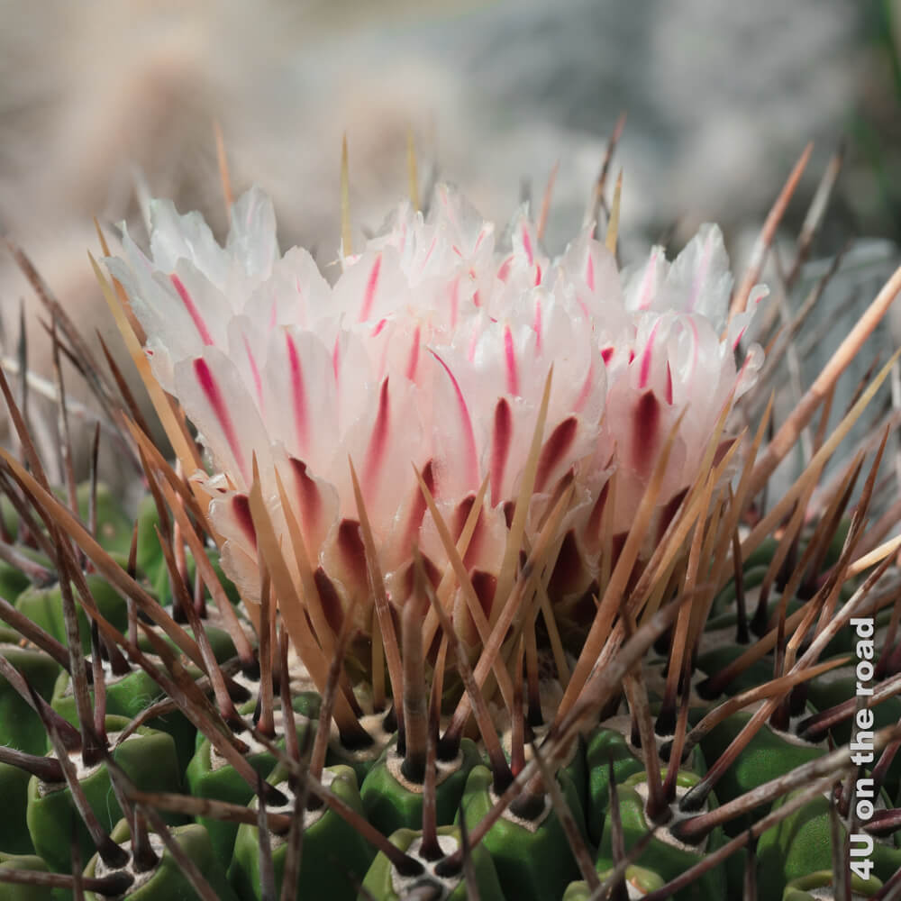 Eine Kaktusblüte, die an eine Seerose erinnert von langen nadelförmigen Dornen geschützt.