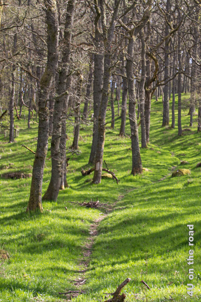 Die Stämme des noch unbelaubten Eichenwaldes lassen viel Sonnenlicht auf den Boden scheinen, sodass das Gras saftig grün ist. Ein schmaler Trampelpfad führt durch den Wald.