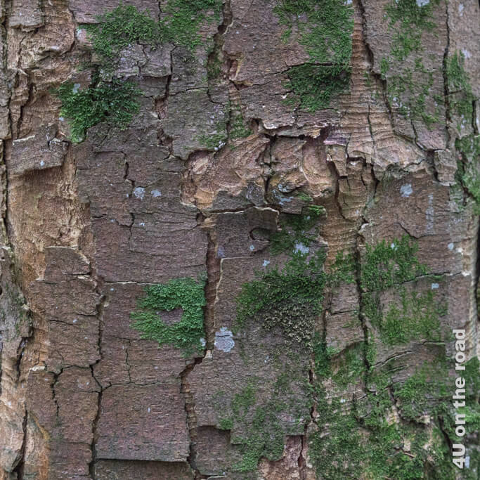 Die Rinde dieses Baumes erinnert an kleine Holzschindeln.