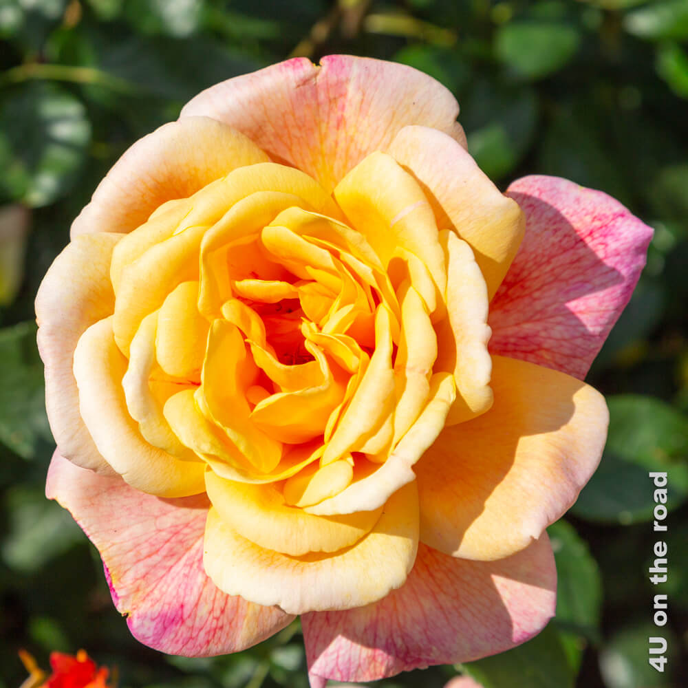 Diese Rose erinnert an eine Tee-Rose mit einem kräftigen Gelb. Die äusseren Blütenblätter färben sich vor dem Verblühen rötlich.