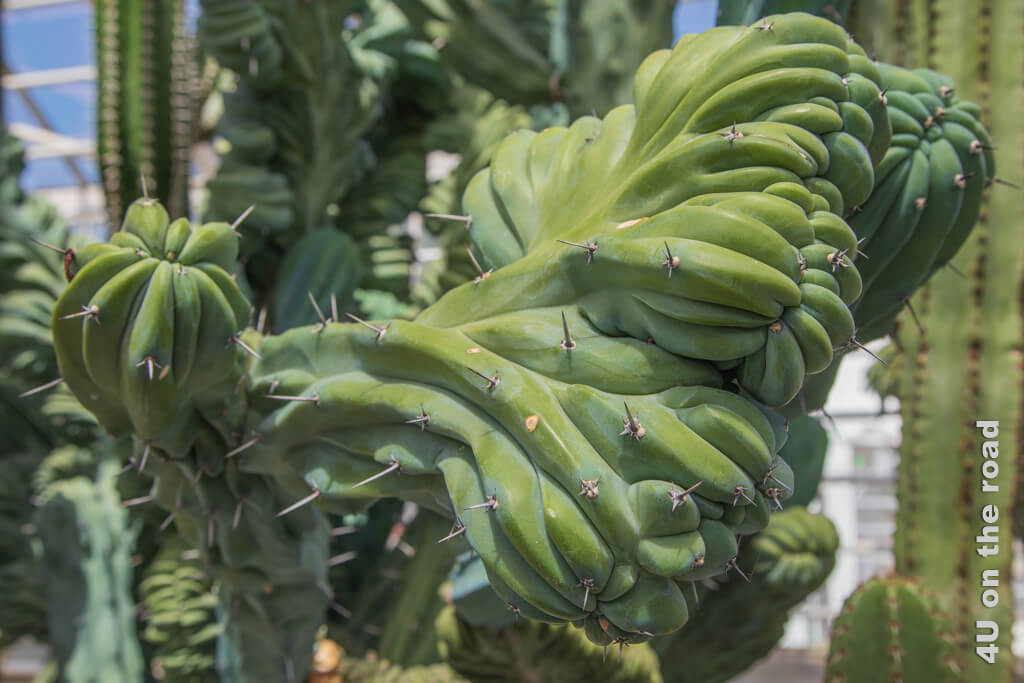 Nahaufnahme des fächerförmigen Blatts des Myrtillocactus. Wie fleischige Finger ballen sich die Segmente der Fächer zu Fäusten. Dieser Kaktus war neben dem Schildkrötenpflanze die überraschendste Pflanze in der Sukkulentensammlung Zürich für mich.