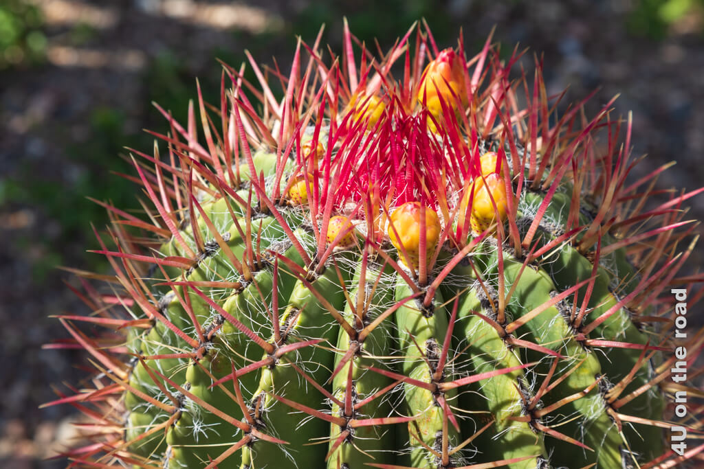 Ein runder Kaktus mit grossen rötlichen Dornen und gelben Blütenansätzen aus der Sukkulentensammlung Zürich.