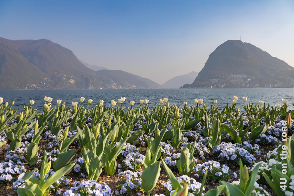 Blick über weisse Tulpen und hellblaue Hornveilchen über den Luganersee zum Monte San Salvatore. Bei diesem Blick bekommt man doch gleich Lust einen Ausflug im Frühling nach Lugano, Schweiz zu unternehmen.Bei dem Blick bekommt man doch sofort Lust nach Lugano zu reisen.