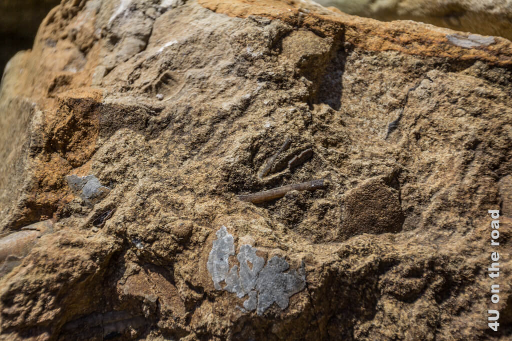 Ein Felsbrocken mit Einschlüssen. Unter anderem erkennt man Muscheln und die Abdrücke von anderen Meeresbewohnern.